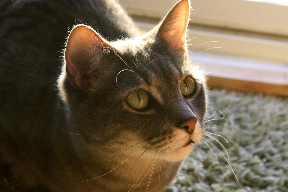 Animal cat domestic cat
