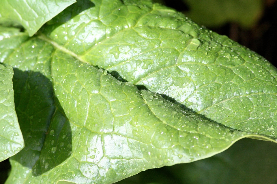 Dark Green green leaves leaf