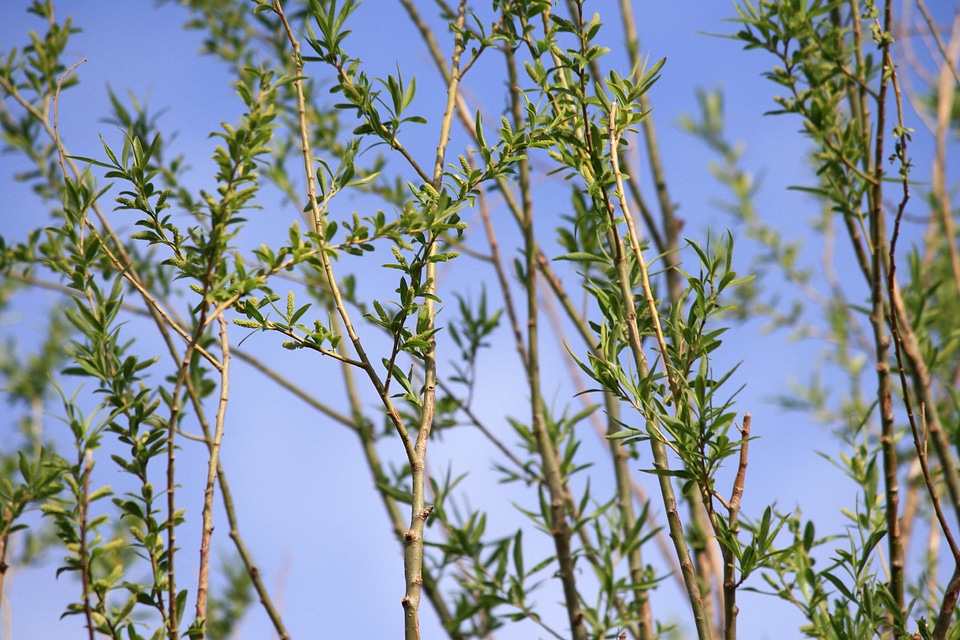 Branches bushes shrub