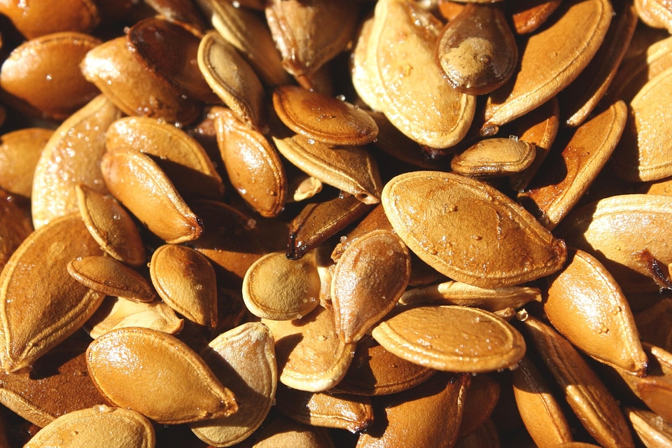 Kernel pumpkin pumpkin seed
