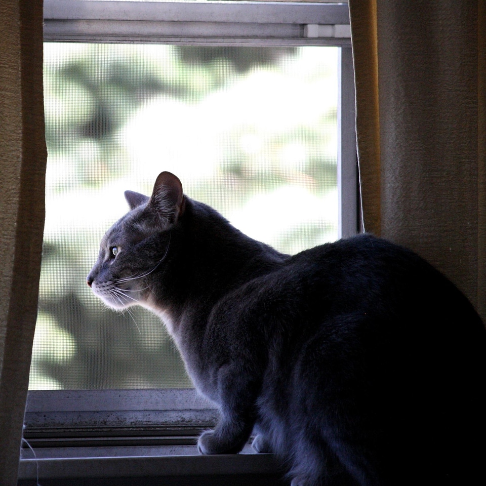 Cat domestic cat kittens