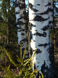 Nature bark forest photo