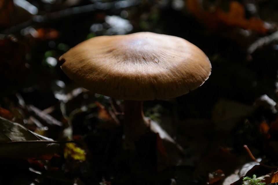 Cortinarius rubellus c speciosissimus orange spitz bumpy schleierling