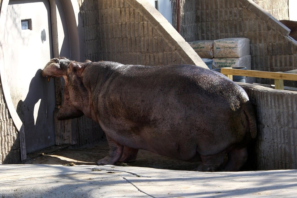 Animal hippopotamus zoo