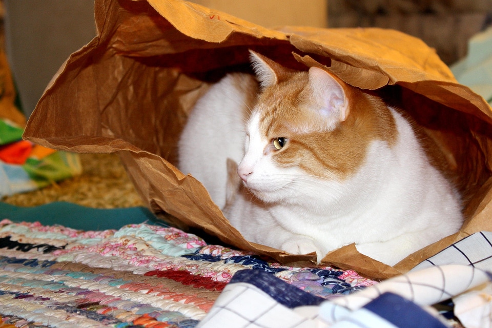 Animal cat domestic cat
