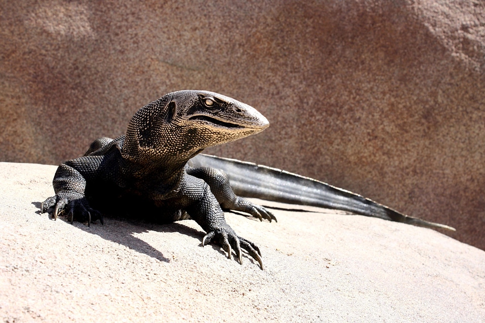 Art artistic lizard