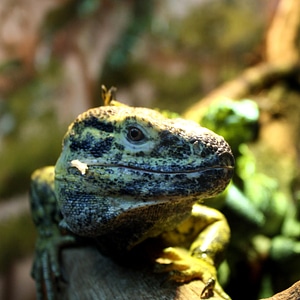 Animal fauna lizard