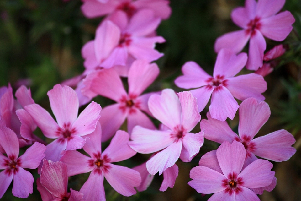 Flora pinkish wildflower