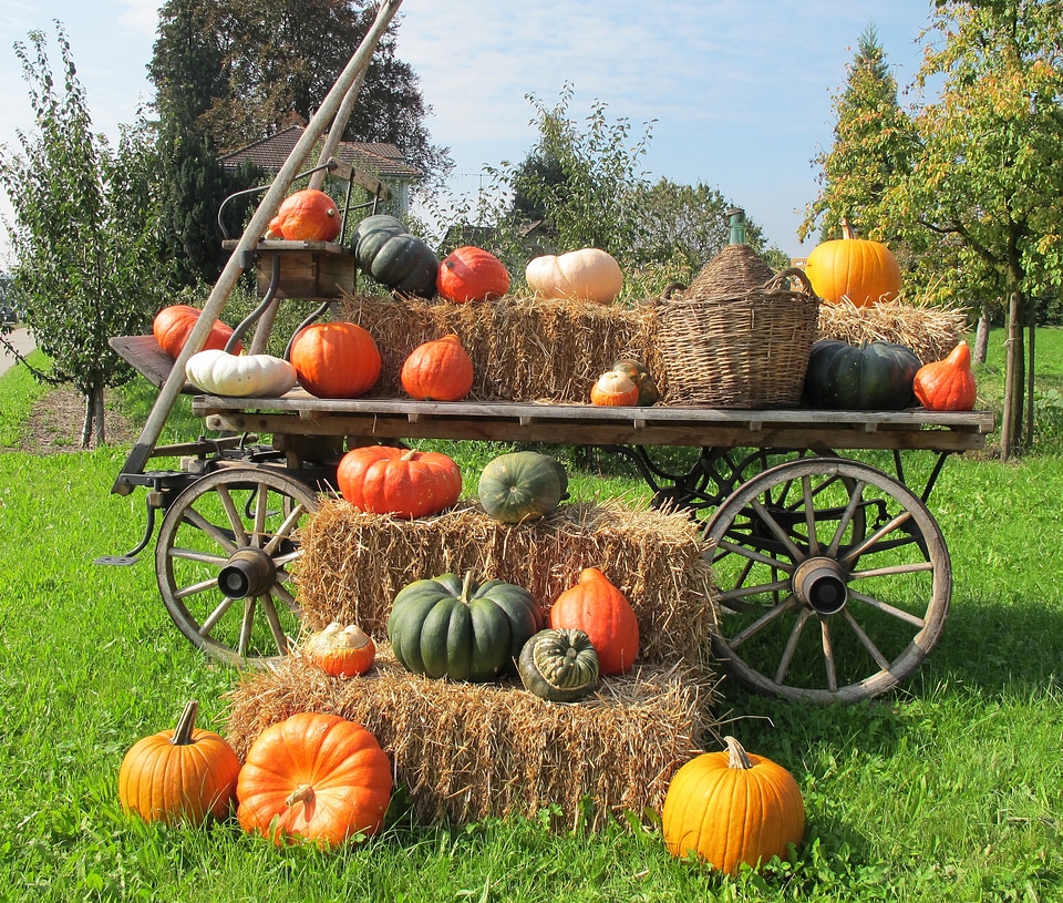 Hay squares autumn