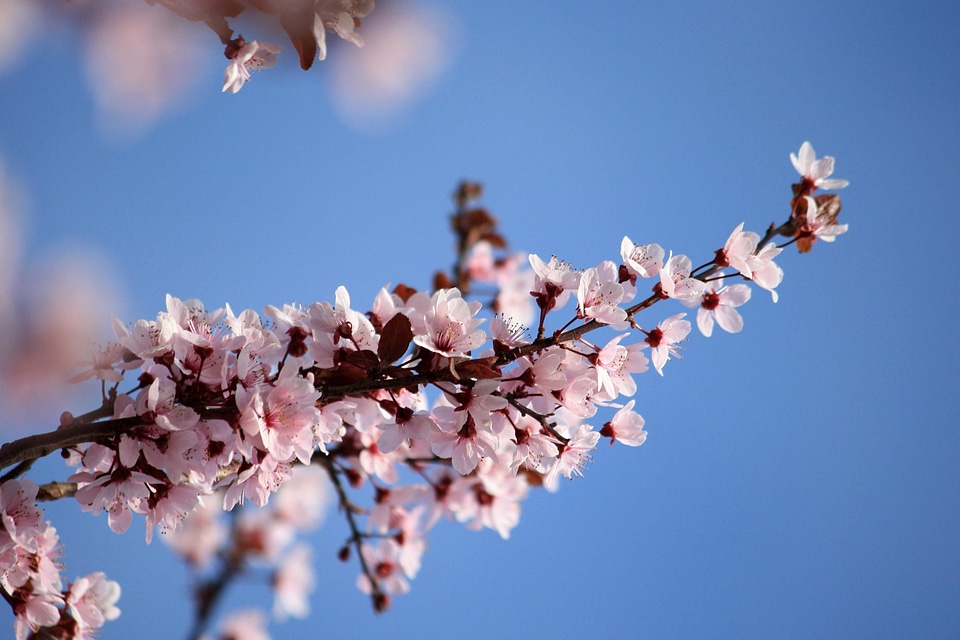 Blooming branch petals