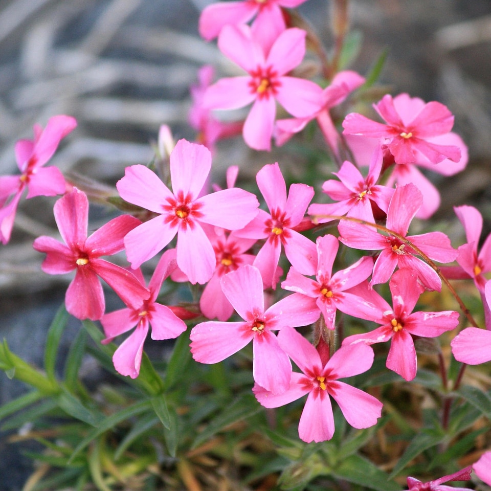 Bloom flower garden flowering