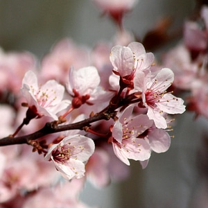 Branches flowers 