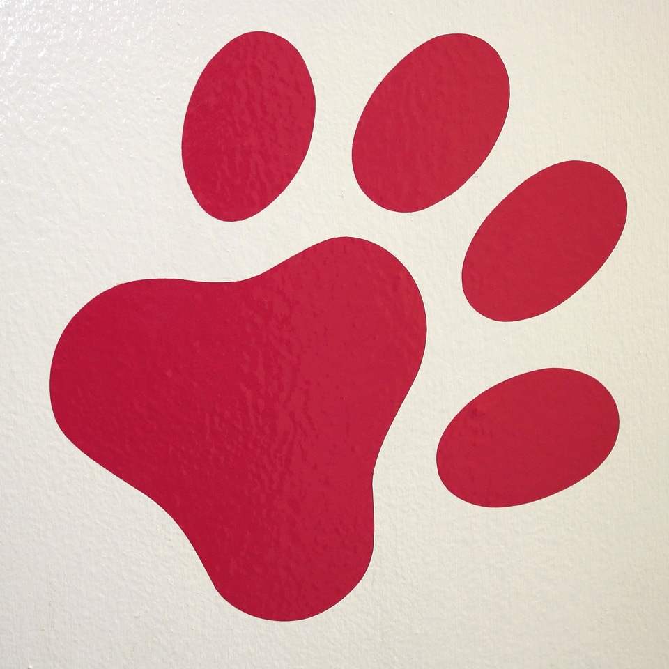 Art design pets