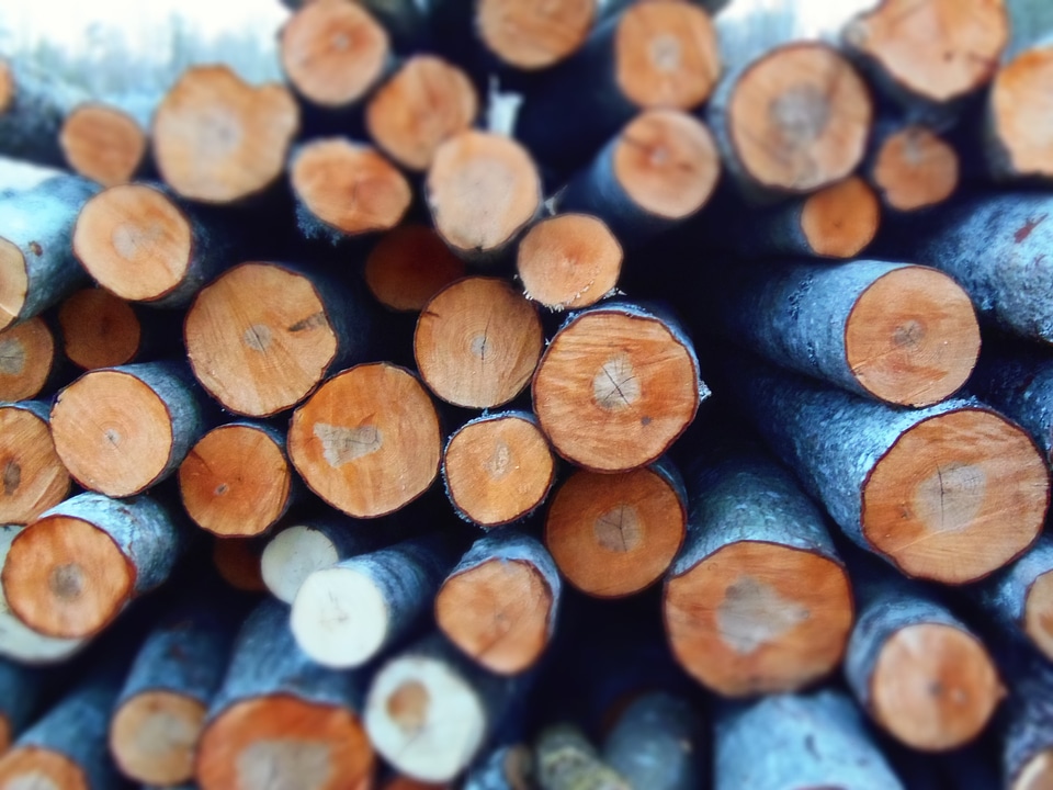 Nature wood outdoor