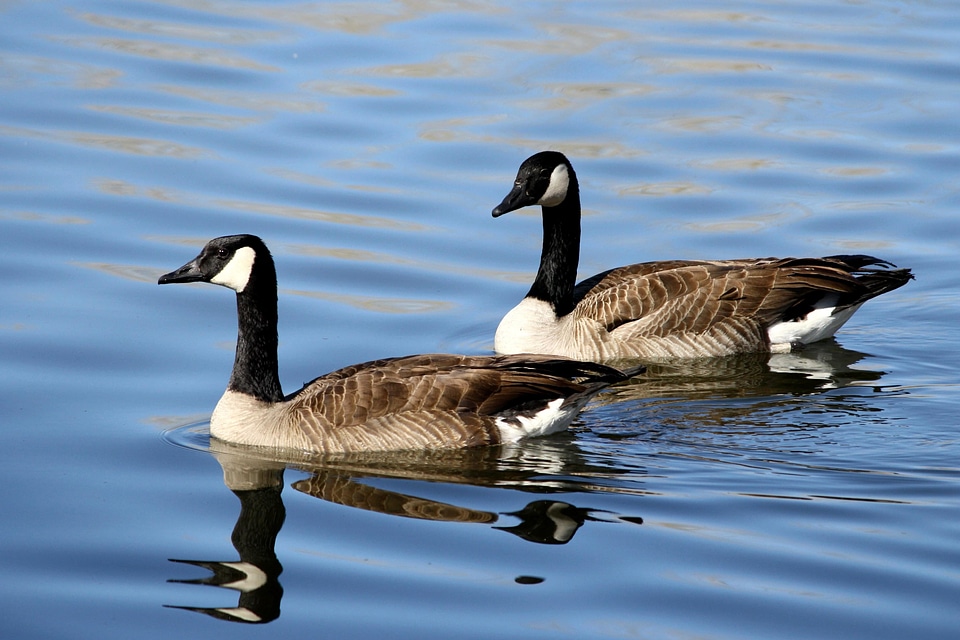 Animals aquatic bird avian