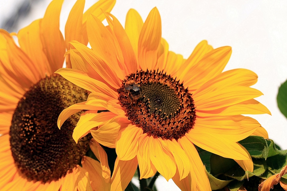 Asteraceae flowers plant photo