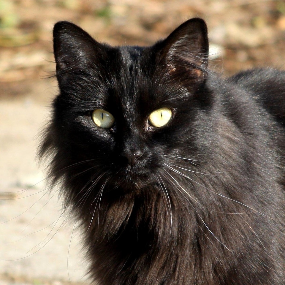 Animal cat domestic cat
