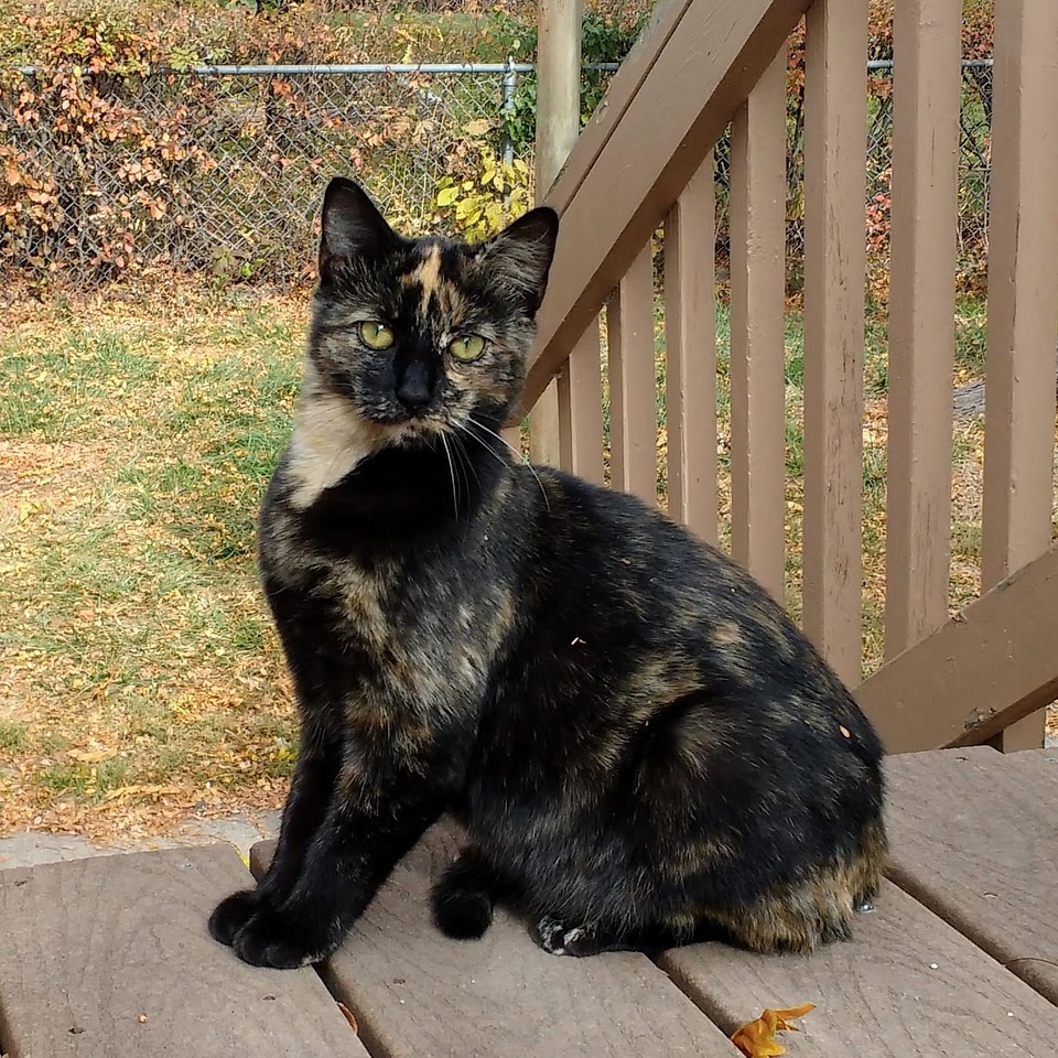 Cat domestic cat kitten