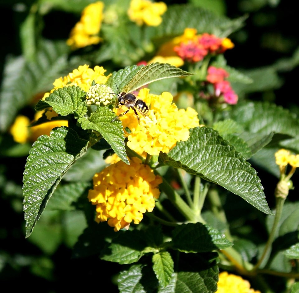 Flower insect pollinating