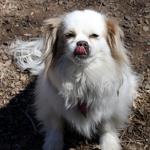 Animal canine dog photo