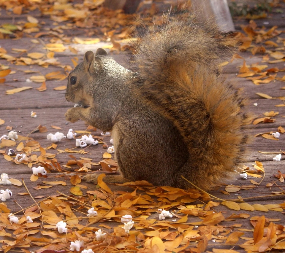 Animal cute fox squirrel