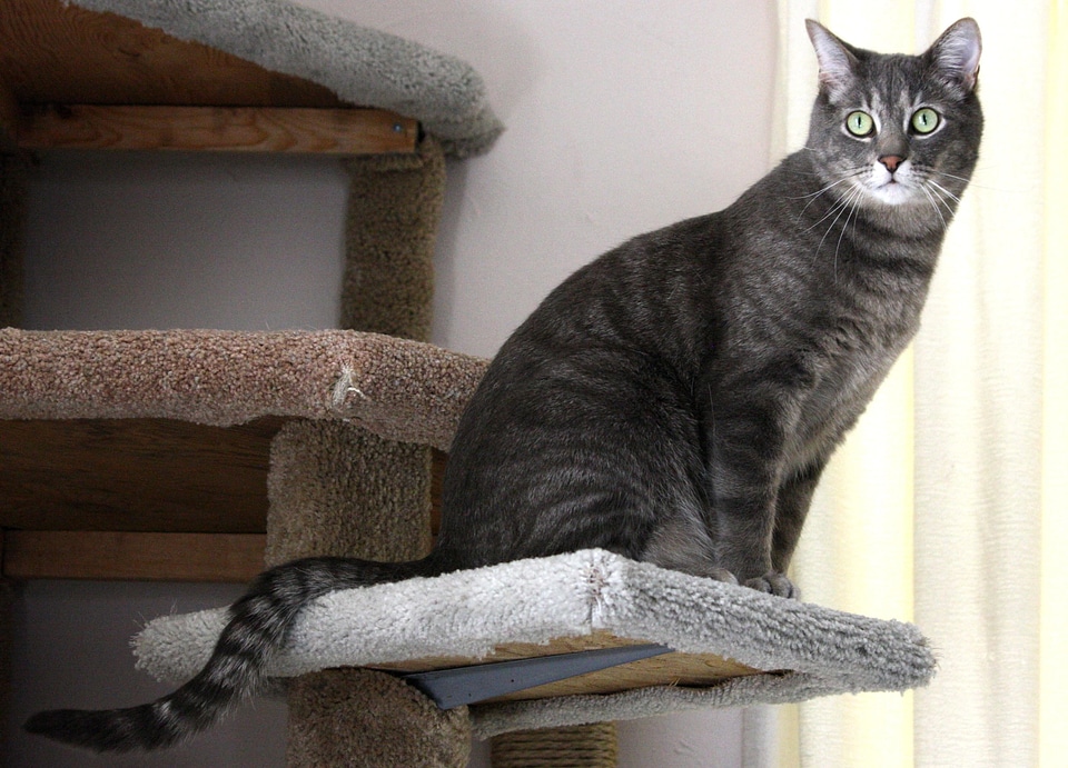Animal cat domestic cat