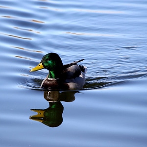 Animal avian duck