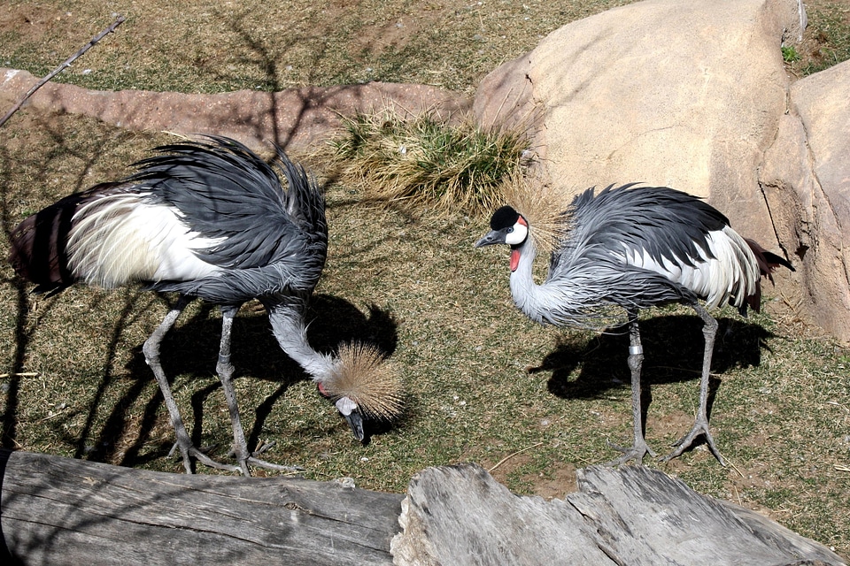 Animals bird family birds