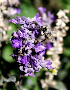 Bee bumblebee flowers photo