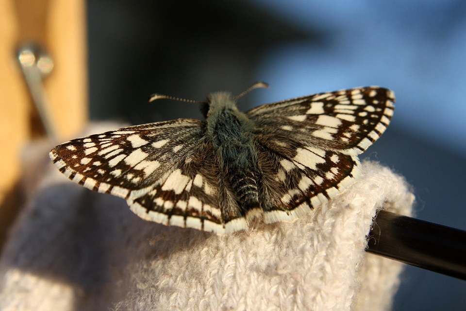 Beautiful Image beautiful photo butterfly