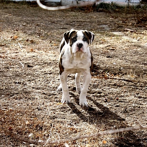 Animal dog domestic