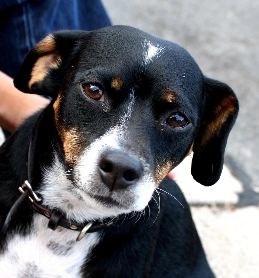 Animal canine cute
