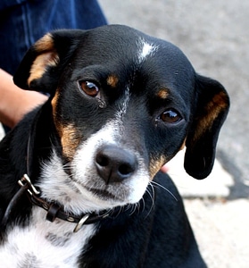 Animal canine cute