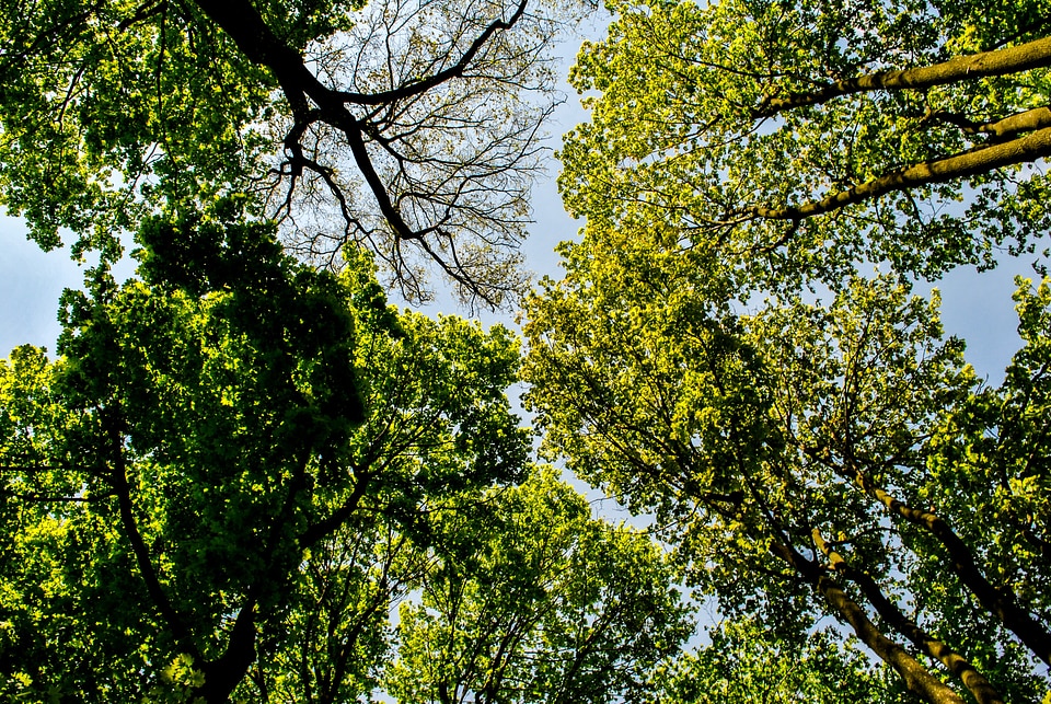 Forests sky from the bottom of the