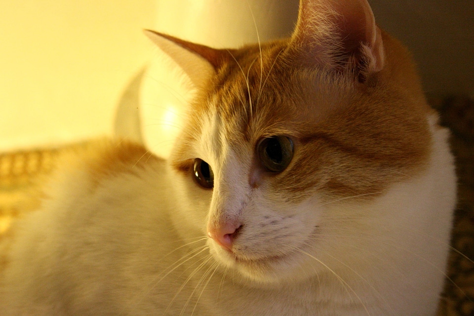 Animal cat domestic cat