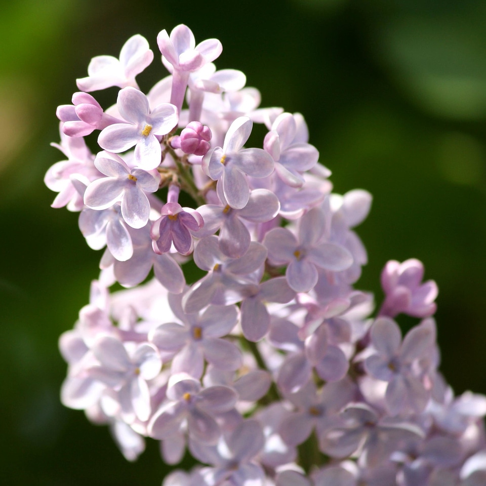 Branch flowers lilac