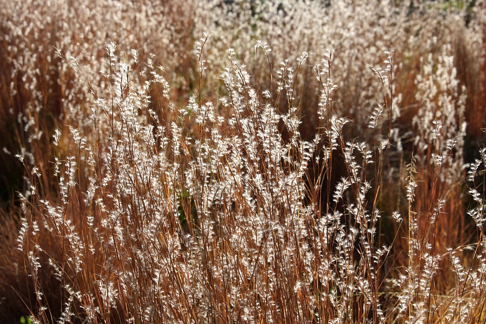 Autumn autumn season grass