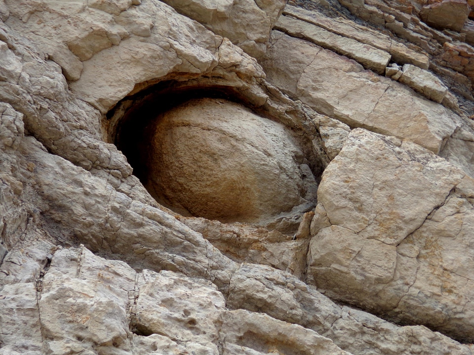Fossil rock stone