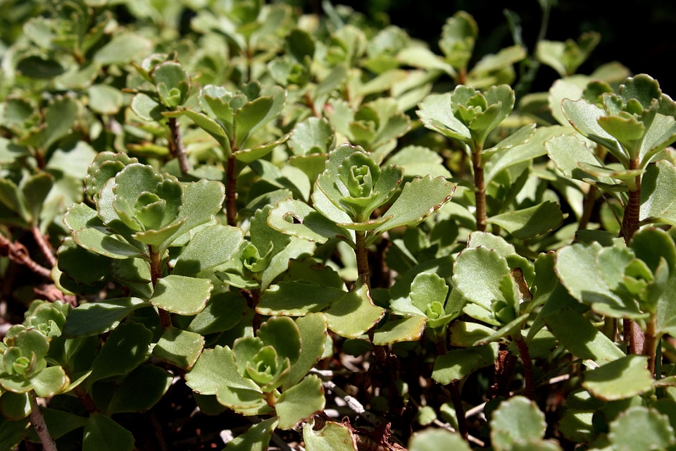Dark Green evergreen flora