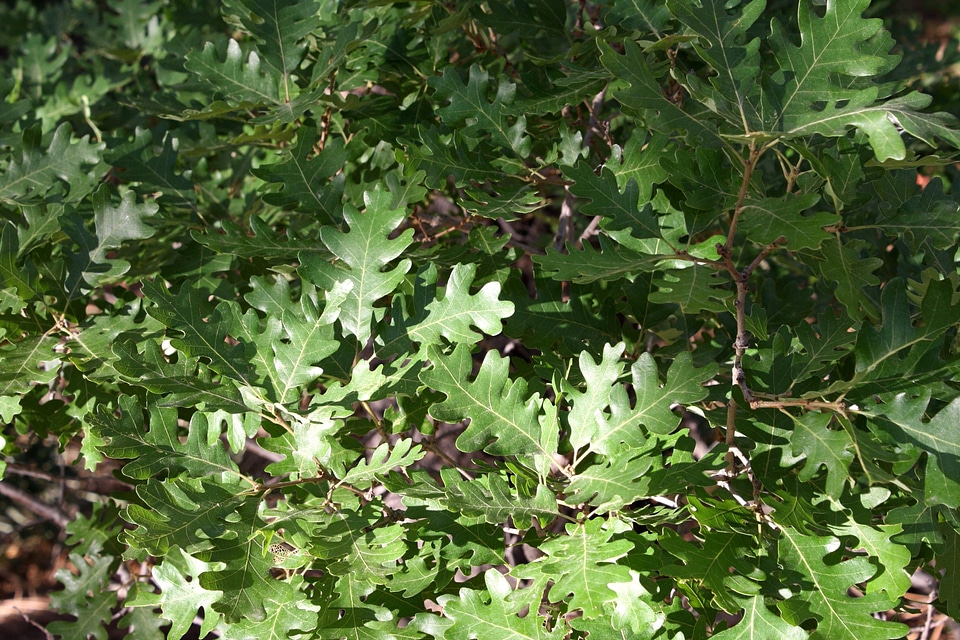 Dark Green evergreen flora
