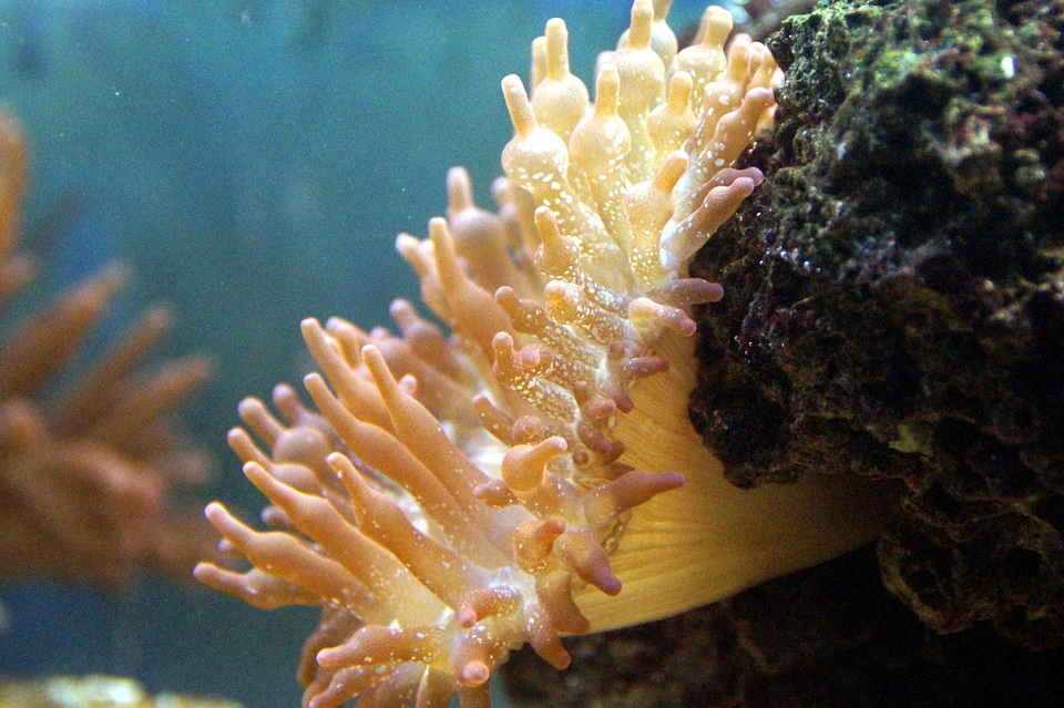 Anemone landscape nature