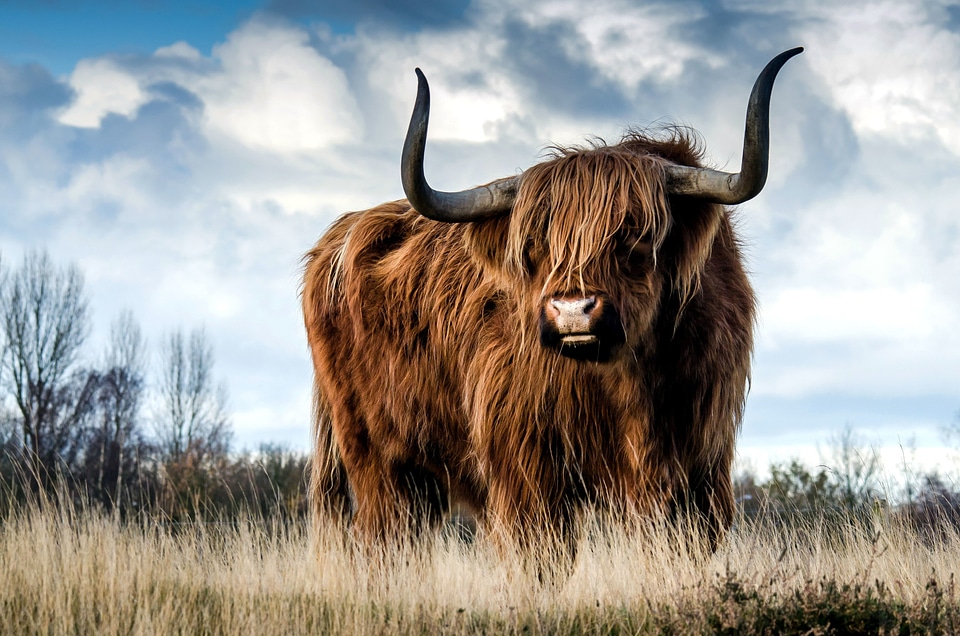 Animal beautiful photo cattle