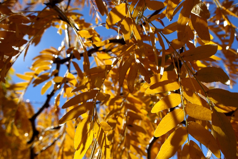 Autumn Season leaves texture