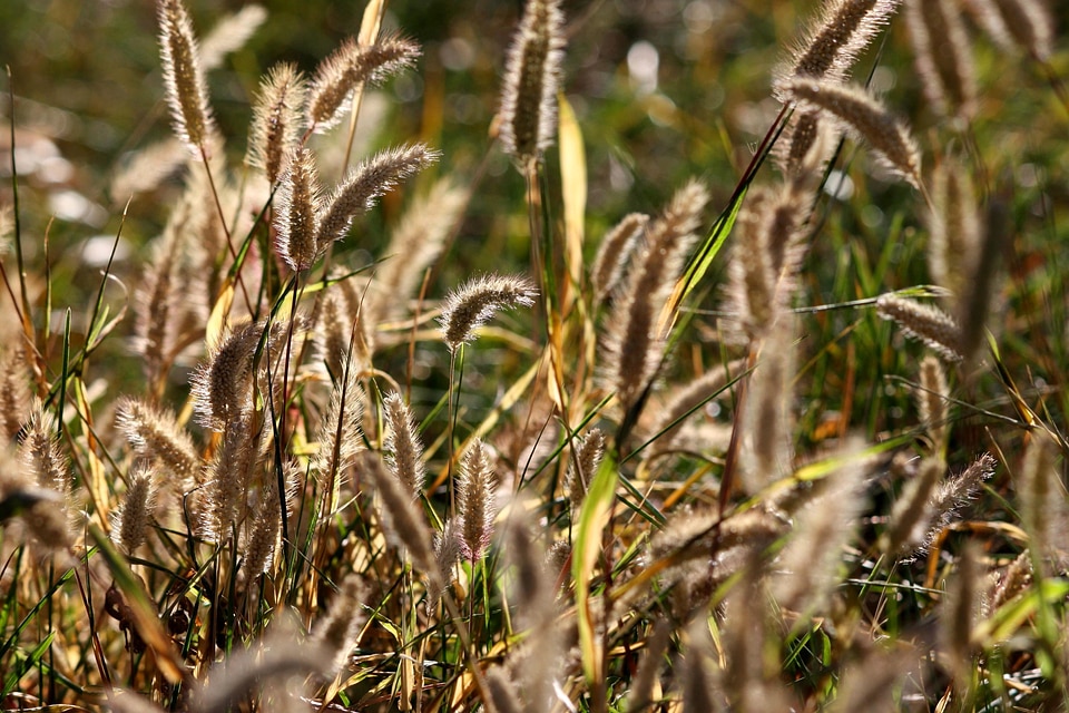 Flora grass summer season