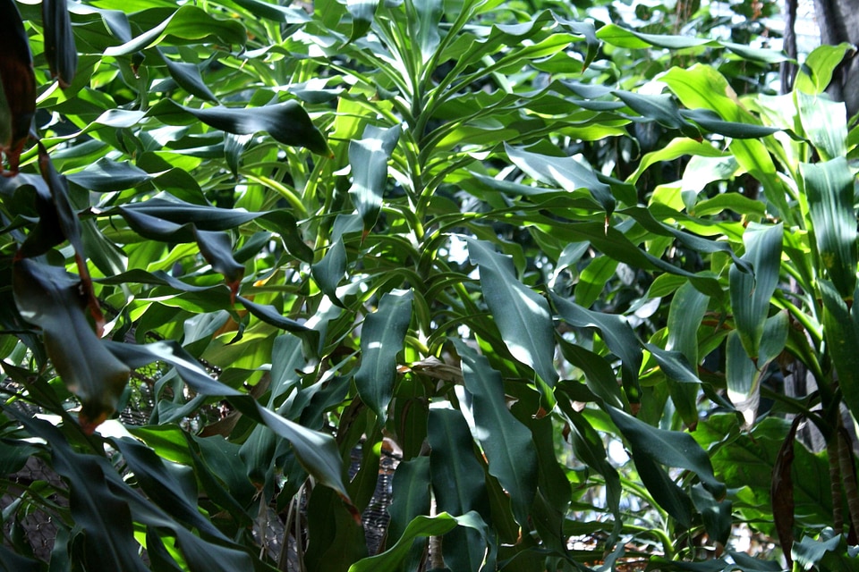 Dark Green evergreen exotic