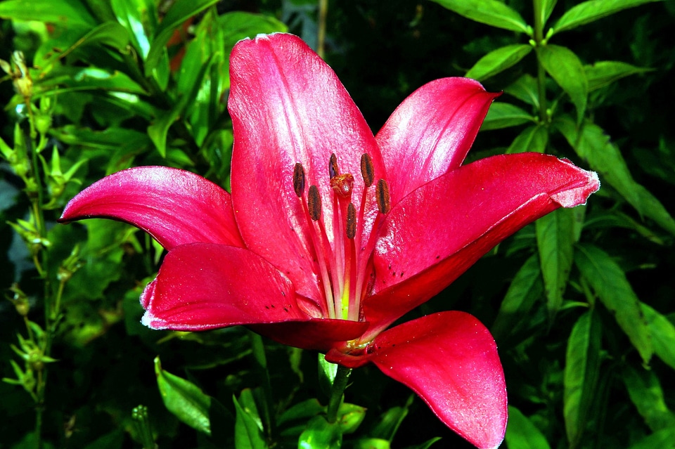 Flora flower flower garden
