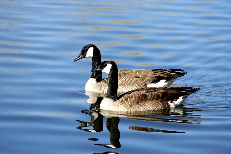 Animals aquatic bird beautiful photo