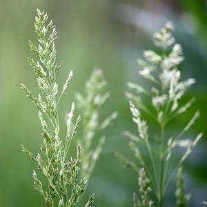 Flora grass green