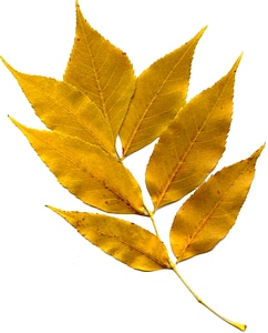 Leaf leaves texture