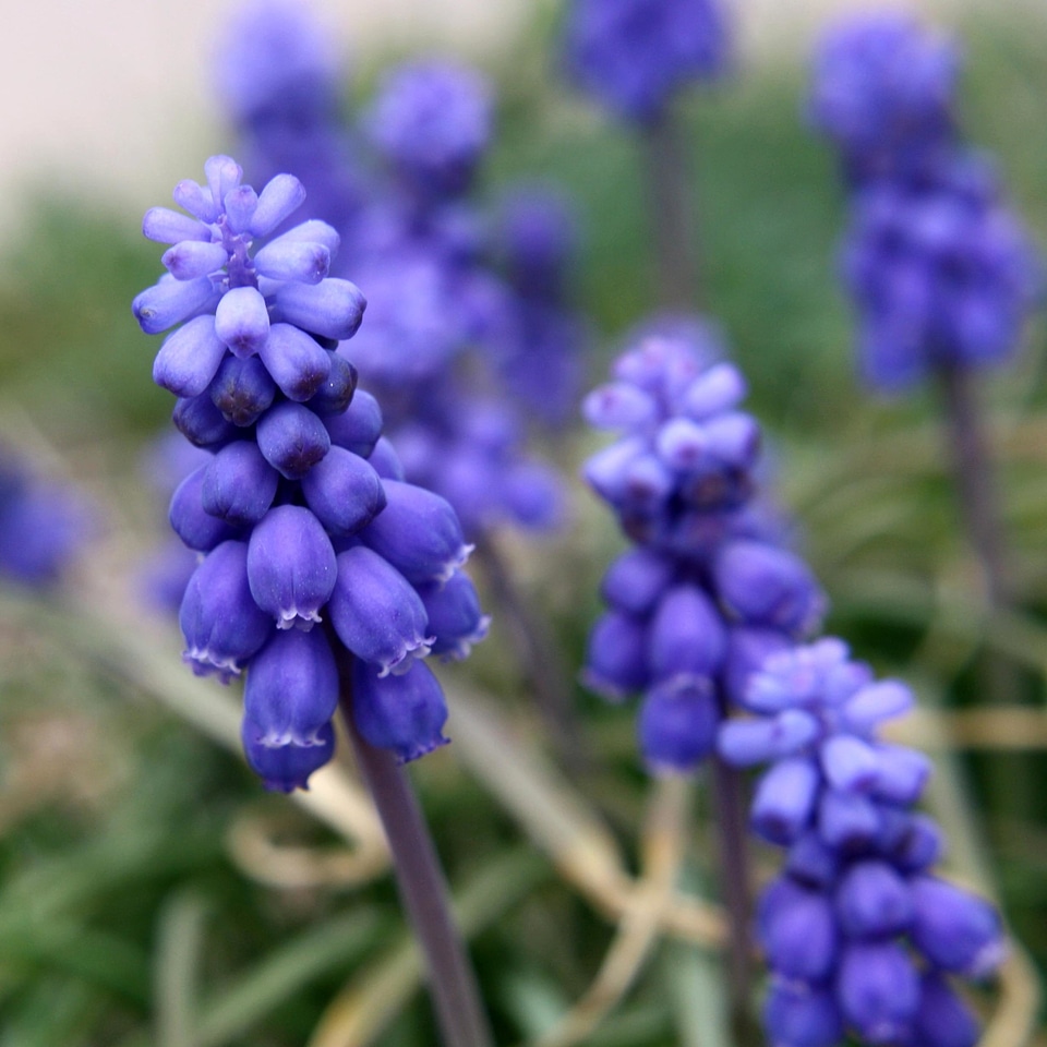 Flora flowers macro